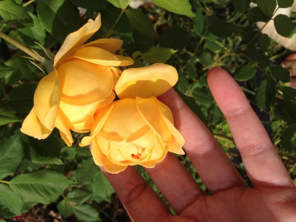 photo 35D20095-A6AE-4E6A-99B2-F789D305575C_zps78ejyucz.jpg